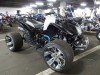  BUGGY BUGGY (  ())